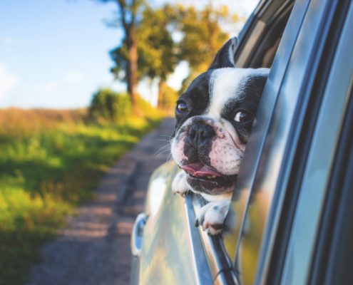 dog hanging out a car window